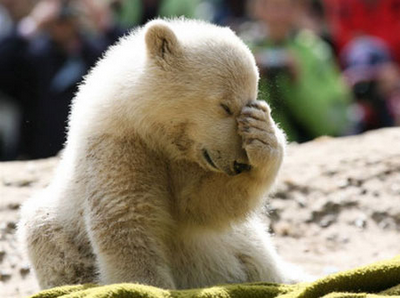 Cute Bear Cover His Face With Hand Funny Picture