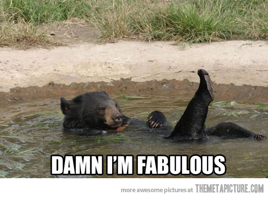 Damn I Am Fabulous Funny Bear Caption
