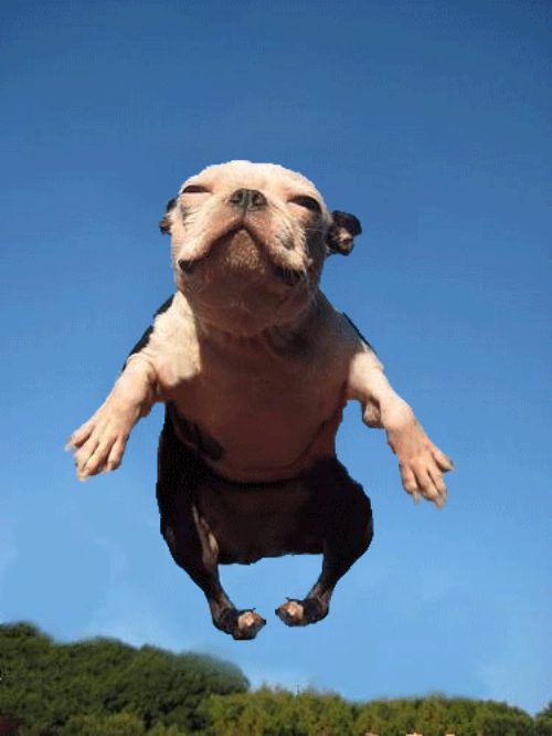 Dog Jumping Funny Picture