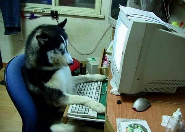 Dog Operating Funny Computer