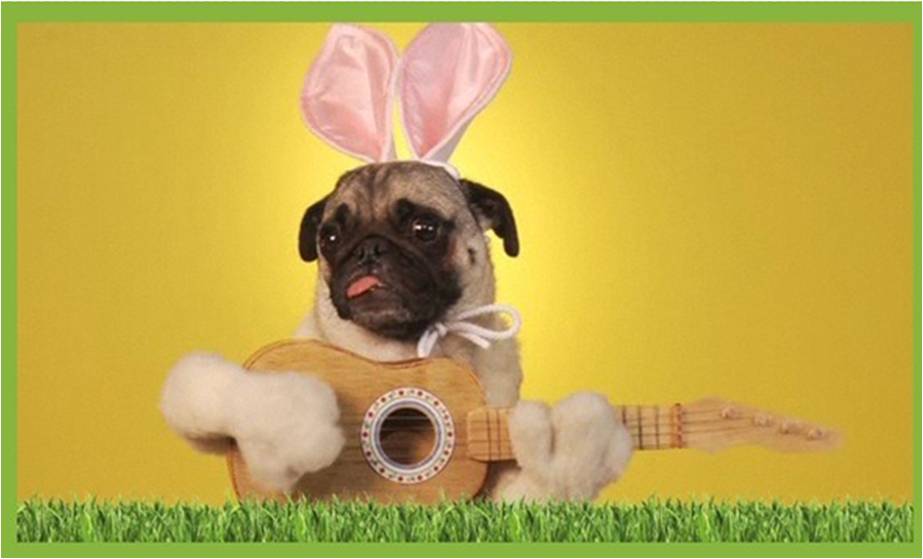 Dog Playing Guitar And Singing Song Funny Easter Picture