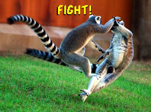 Funny Animals Fighting Photos That Make You Burst To Laughter 3