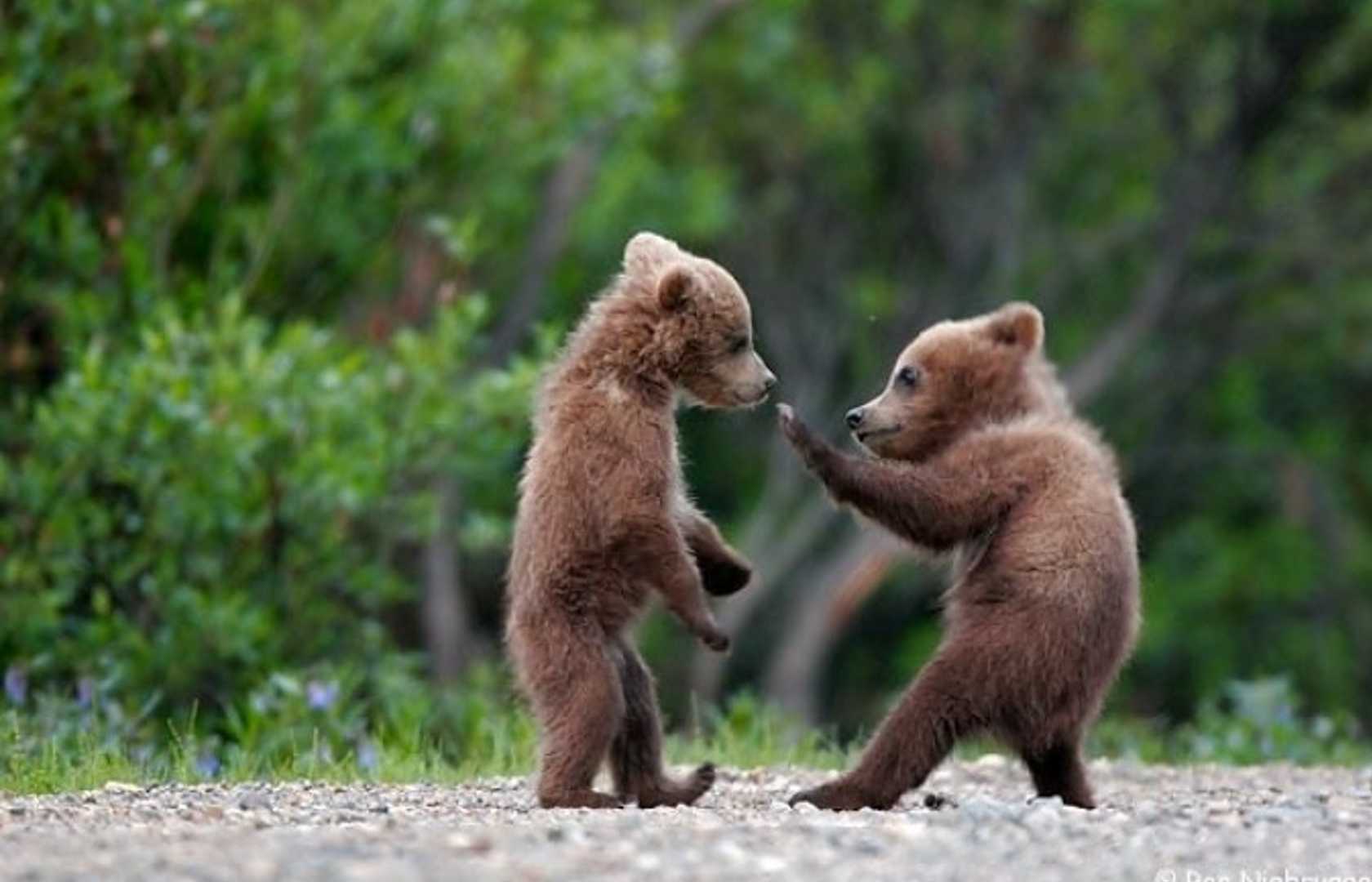 Funny Bear Fight Image