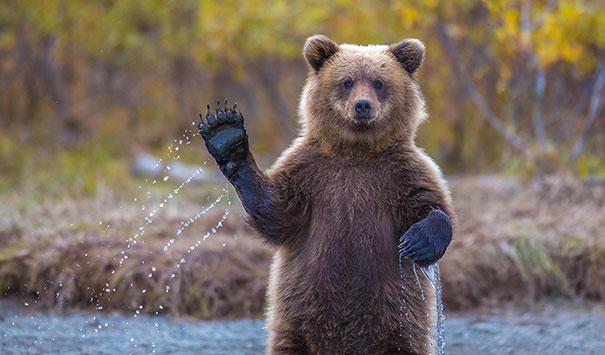 Funny Bear Picture