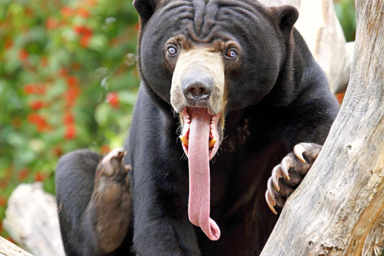 Funny Black Bear Showing Long Tongue Picture For Whatsapp