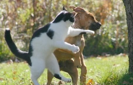 Funny Animals Fighting Photos That Make You Burst To Laughter 4