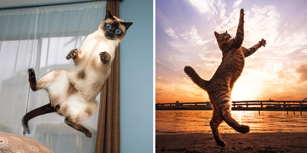 Funny Cats Jumping Picture
