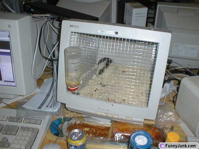 Funny Computer Mouse House Picture