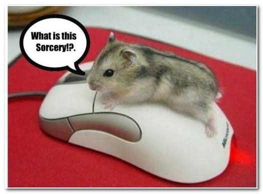 Funny Computer Mouse Image