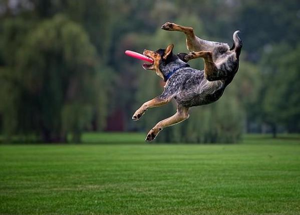 Funny Dog Catching Frisbees High Jump