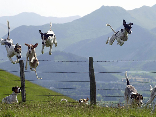 Funny Dogs Jumping Picture