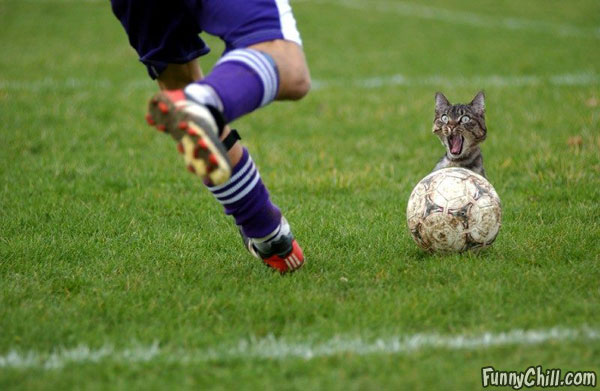 Funny Kick Football Cat