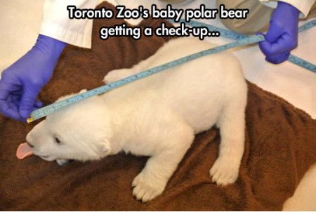 Funny Measurement Polar Bear