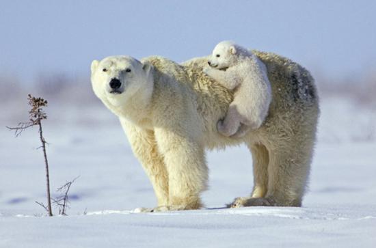 Funny Polar Baby Bear Trying To Sit His Mother Back