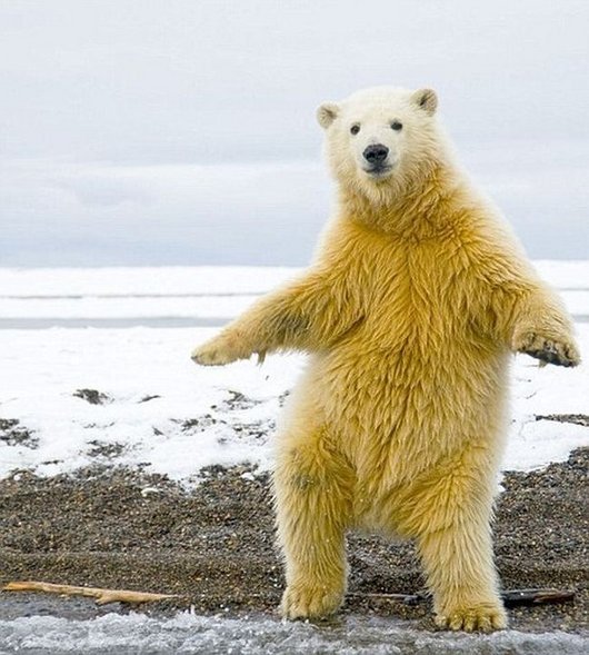 Funny Polar Bear Dancing Picture