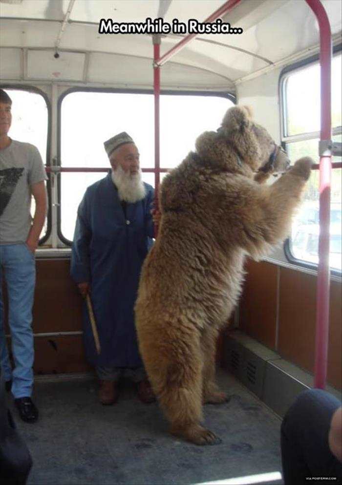 Funny-Polar-Bear-In-The-Bus.jpg
