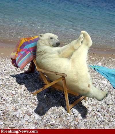 Funny Polar Bear Taking Sunbath