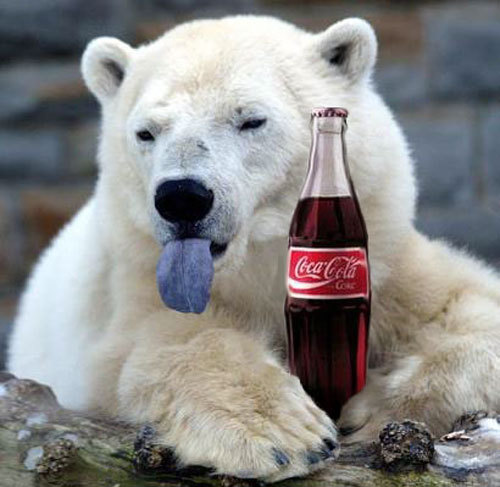 Funny Polar Bear With Coca Cola Bottle
