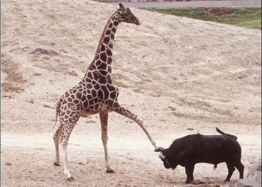 Giraffe Kick To The Bull Head