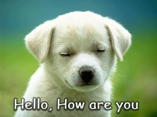 Hello How Are You Puppy Animated Picture