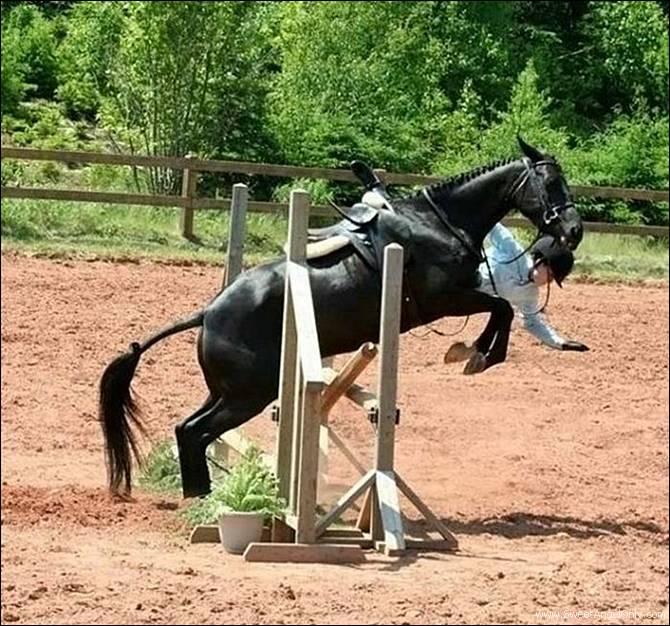Horse Jumping Funny Picture