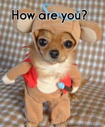 How Are You Cute Puppy In Teddy Bear Costume