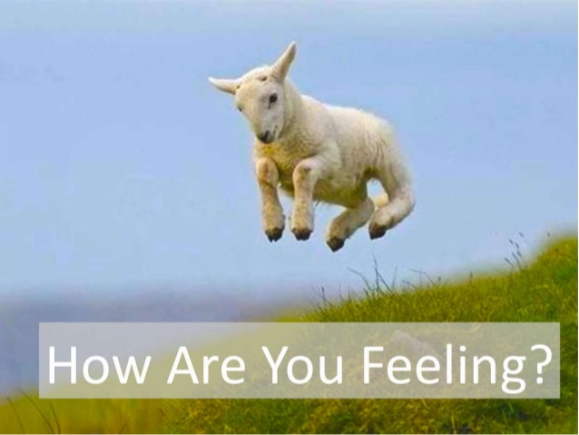 How Are You Feeling Funny Jumping Sheep Picture