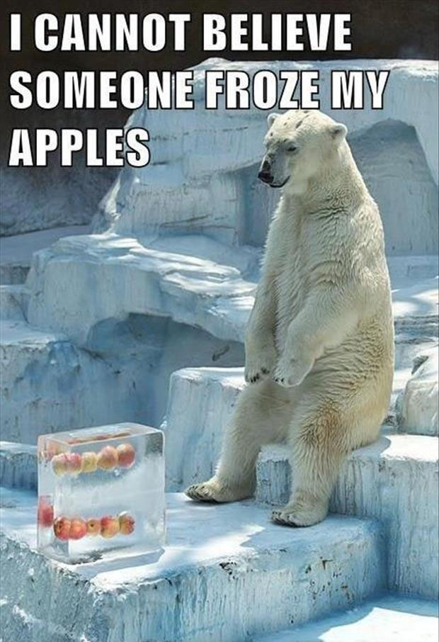I Cannot Believe Someone Froze My Apples Funny Bear Meme