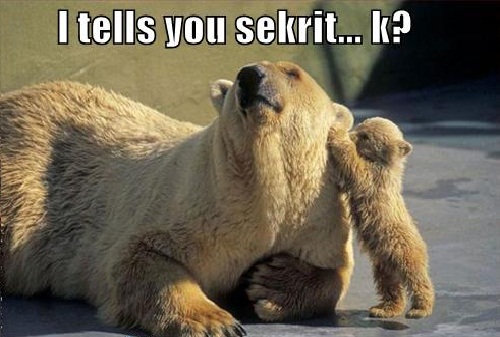 I Tells You Sekrit K Funny Bear Caption