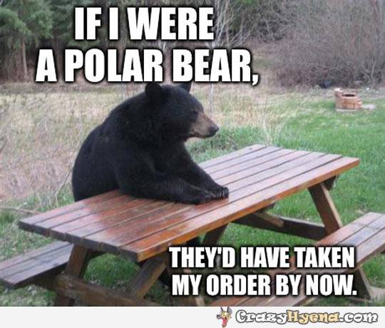 If I Were A Polar Bear Funny Meme