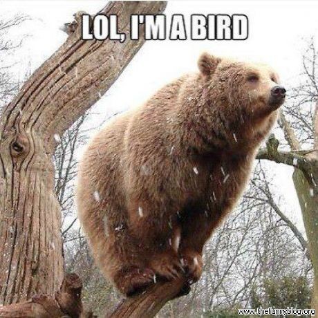 Lol I Am Bird Funny Bear Caption