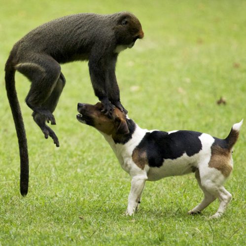 Monkey Funny Jump Over Dog