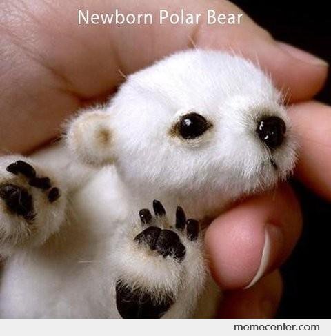 Newborn Polar Bear Funny Picture