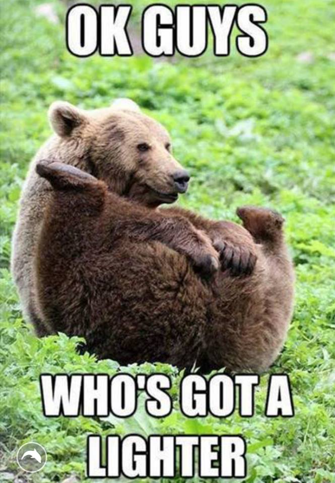 Ok Guys Who's Got A Lighter Funny Bear Meme