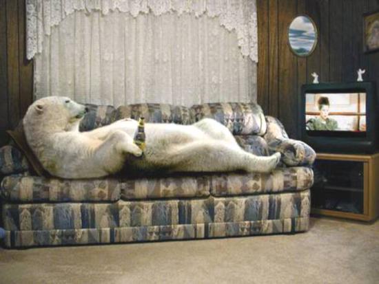 Polar Bear Watching Television Funny Picture