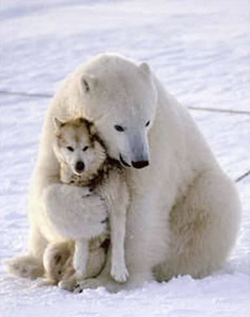 Polar Bear With Wolf Funny Picture