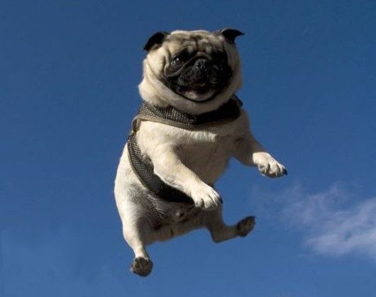 Pug Dog Funny Jump Image