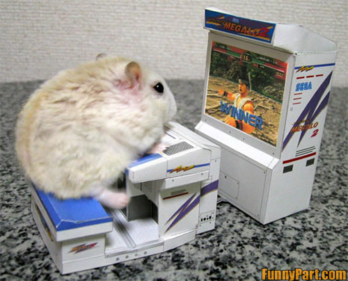Rabbit Playing Game Funny Computer