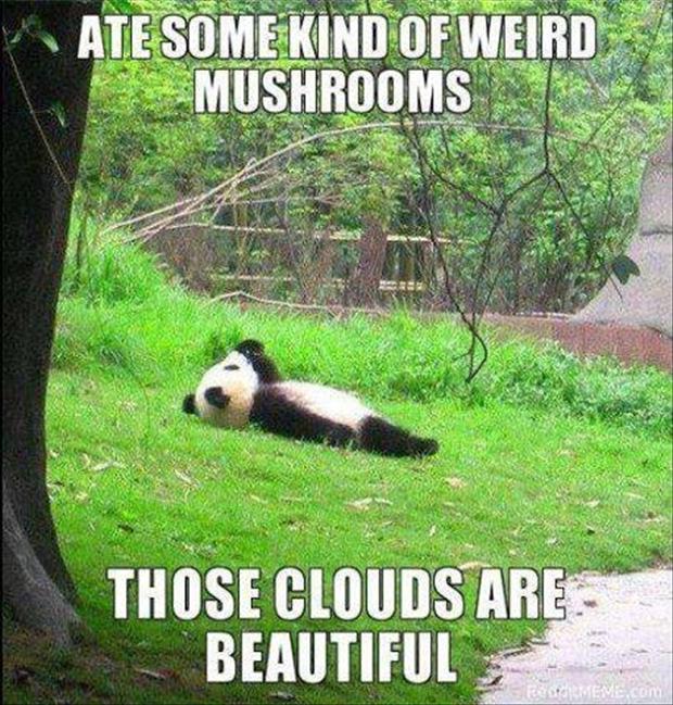 Those Clouds Are Beautiful Funny Bear Meme