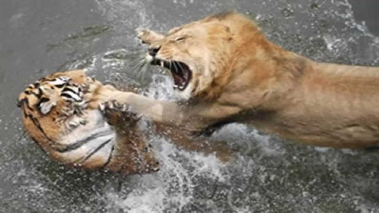Tiger And Lion Funny Fight Picture