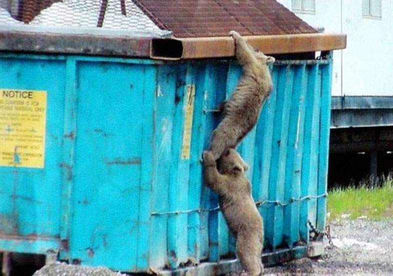 Two Bears Helping Each Other Funny Picture