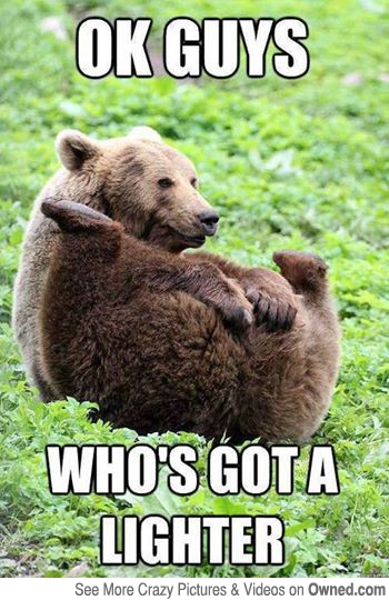 Who's Got A Lighter Funny Bear Meme