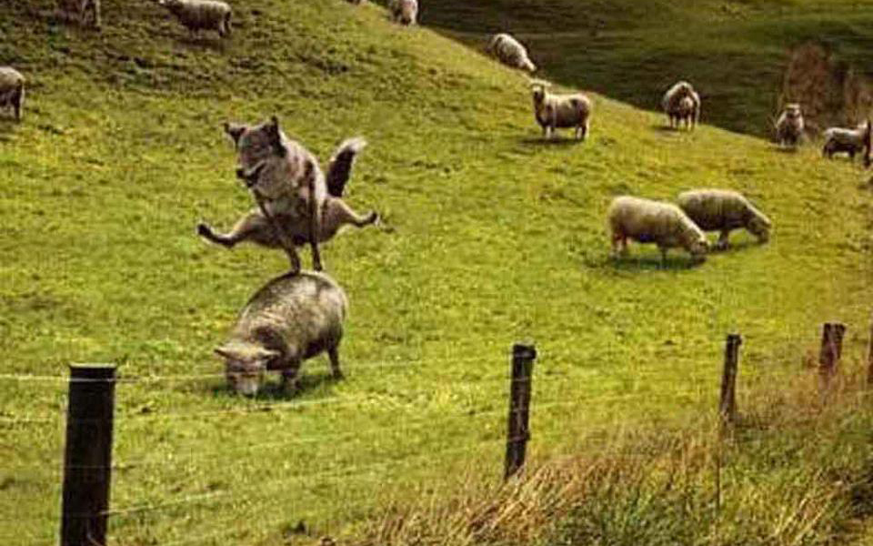 Wolf Funny Jumping Over Sheep