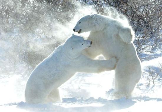 Wrestling Polar Bears Funny Picture