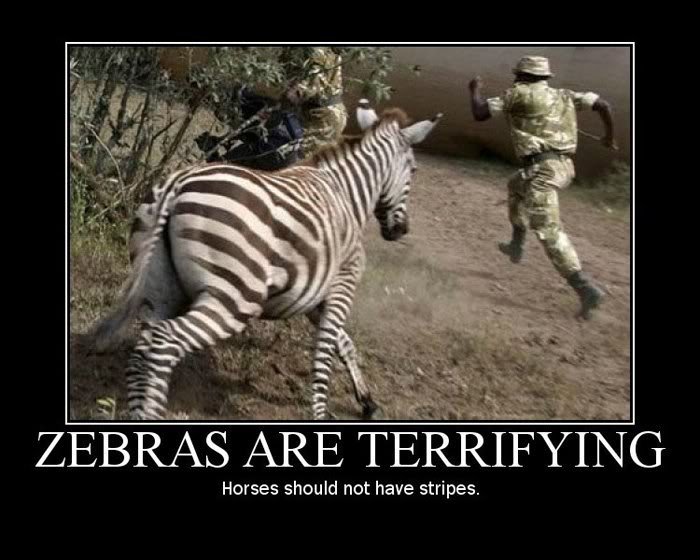 Zebra Are Terrifying Funny Kick Poster