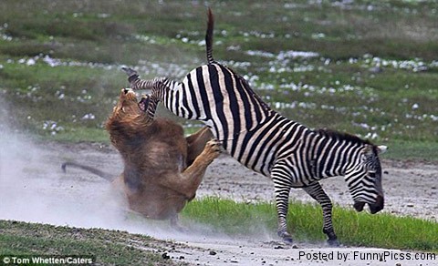 Zebra Kick Lion Funny Picture