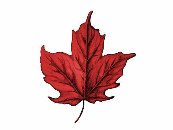 6 Maple Leaf Tattoo Designs And Ideas