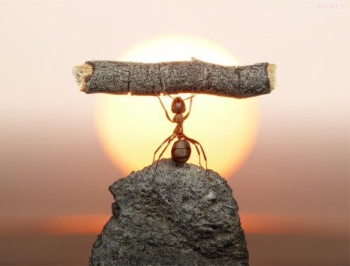 Ant Funny Weightlifting Picture