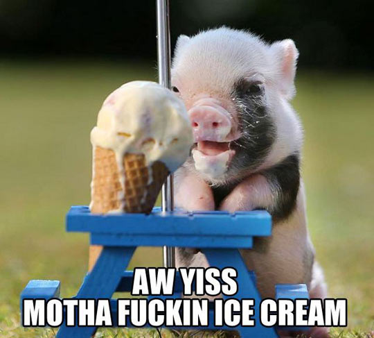 Aw Yiss Motha Fucking Ice Cream Funny Pig Caption