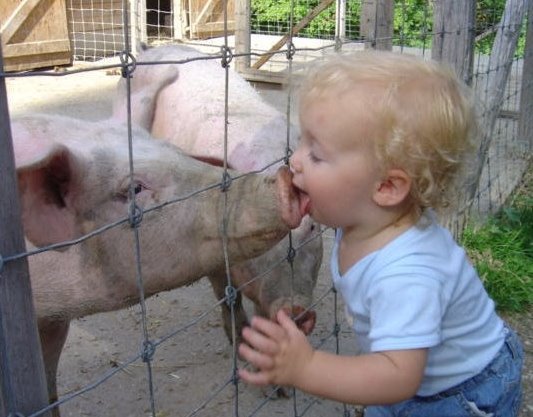 Baby Kissing Pig Funny Picture